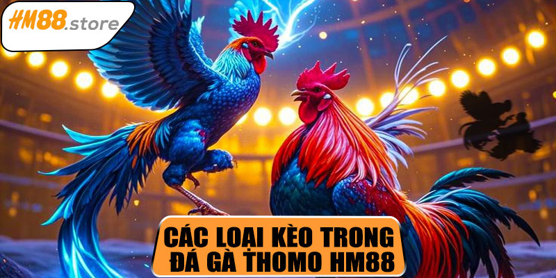 Các loại kèo trong đá gà Thomo HM88