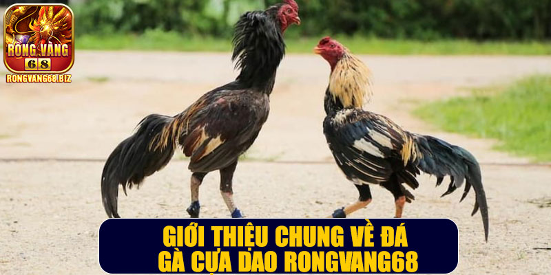 Giới thiệu chung về đá gà cựa dao Rongvang68