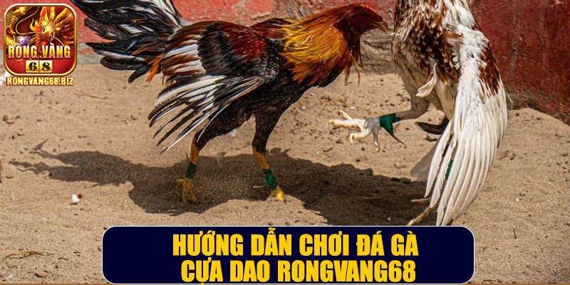 Hướng dẫn chơi đá gà cựa dao Rongvang68