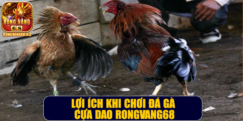 Lợi ích khi chơi đá gà cựa dao Rongvang68Lợi ích khi chơi đá gà cựa dao Rongvang68