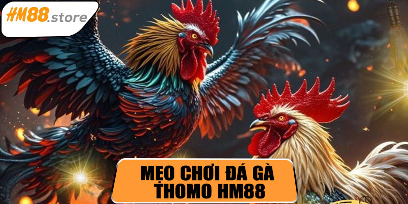 Mẹo chơi đá gà Thomo HM88 hiệu quả