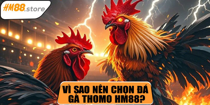 Vì sao nên chọn đá gà Thomo HM88?